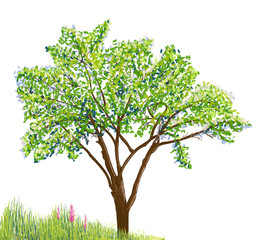 Obraz premium tree and grass with flowers drawing on white