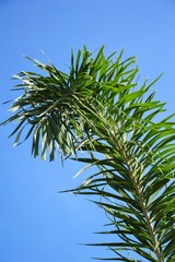 green palm leaves in garden