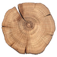 Cracked oak split isolated