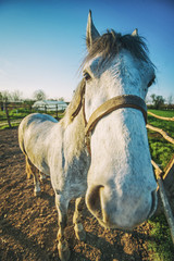 Horse at ranch. Funny horse portrait. Wide angle portrait.