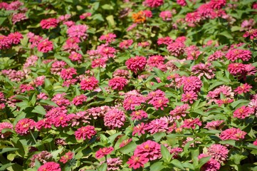Obraz premium pink zinnia flower in nature garden