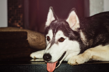 A siberian husky is laying on a floor next to a fire place.
