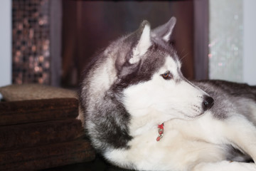 A siberian husky is laying on a floor next to a fire place.