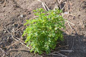green sprout on the ground
