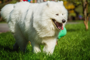 White, fluffy dog. The dog runs on a green grass. Samoyed.
