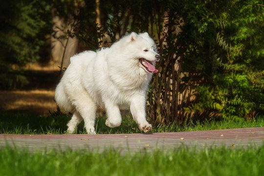 White, fluffy dog. The dog runs on a green grass. Samoyed.
