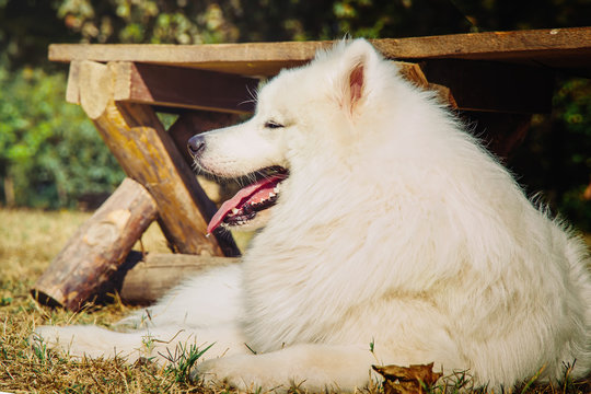 White purebred dog lying in the park near the shops of wood. Samoyed.