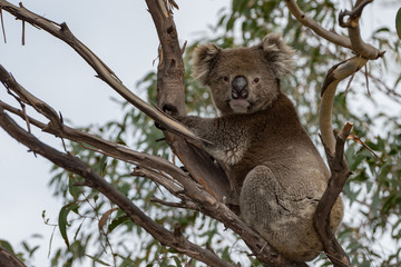 Wild koala on a tree while looking at you © Andrea Izzotti