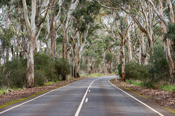 Naklejka premium południowa australia droga w lesie eukaliptusowym