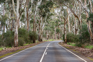 Fototapeta premium południowa australia droga w lesie eukaliptusowym