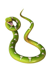 Green Tree Python on White