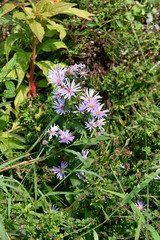 Michaelmas Daisy