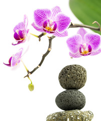 Pink Orchid flowers and pebbles pyramid on white background