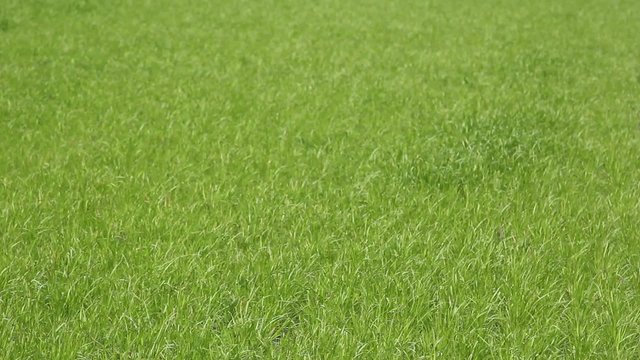 erba grass