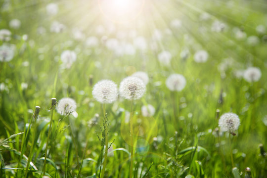 Fototapeta dandelion field of green grass