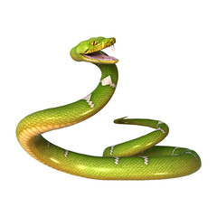 Green Tree Python on White