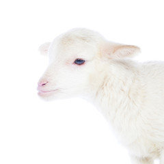 White baby lamb