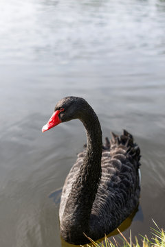 Black swan on blue lake water in sunny day.