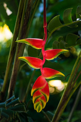 Hanging lobster claw Heliconia rostrata tropical flower bright red yellow green plant flora in...