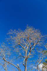 Tree against the sky background