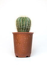 cactus isolated white background