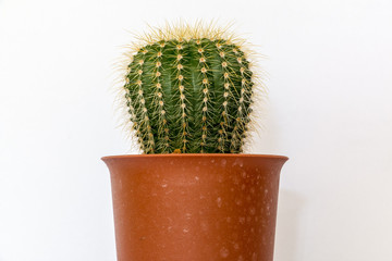 cactus isolated white background