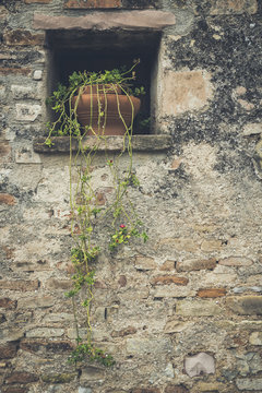 Street decorated with plants and flowers in the historic Italian city of Spello (Umbria, Italy)
