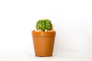 cactus isolated white background
