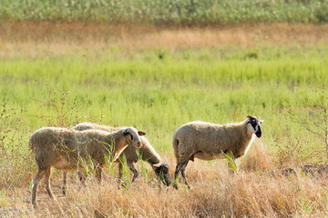 Sheep herd shepherds outside in a meadow.
