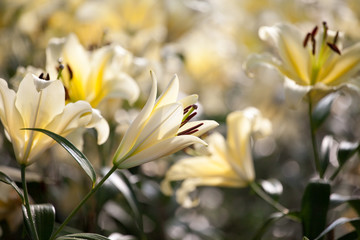 Closeup shot of white lily