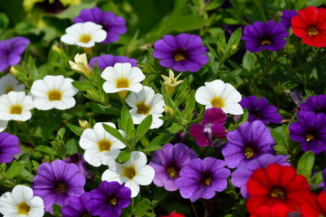 Bright colorful petunia flowers seedlings selling outdoors.