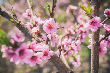 Bee at cherry blossom, cherry tree, bud. Shallow depth of field.