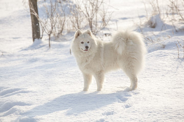 White dog Samoyed play on snow
