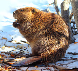 North American Beaver  - obrazy, fototapety, plakaty