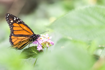 Fototapeta na wymiar Monarch Butterfly / Mariposa Monarca
