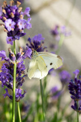 Cabbage white butterfly at the lavender