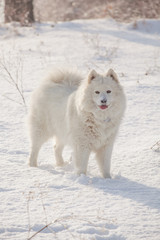 White dog Samoyed play on snow