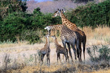 A Giraffe family in the bush