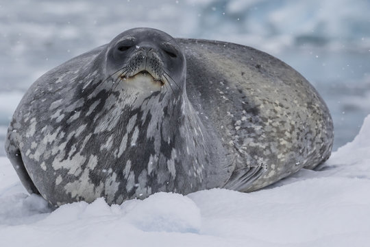 Adult Weddell seal (Leptonychotes weddellii), hauled out on ice in Buls' Bay, Brabant Island, Antarctica