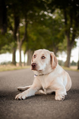 Labrador auf Weg