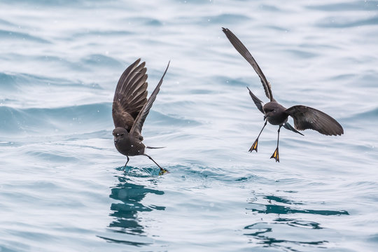 Adult Wilson's storm petrels (Oceanites oceanicus), surface feeding at Grytviken, South Georgia