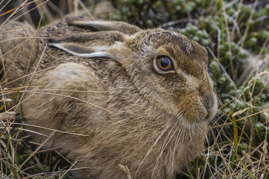 The introduced and very invasive European rabbit (Oryctolagus cuniculus), outside Stanley, Falkland Islands