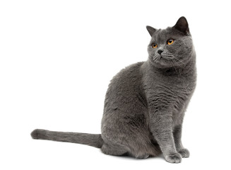 graue Katze sitzt auf weißem Hintergrund