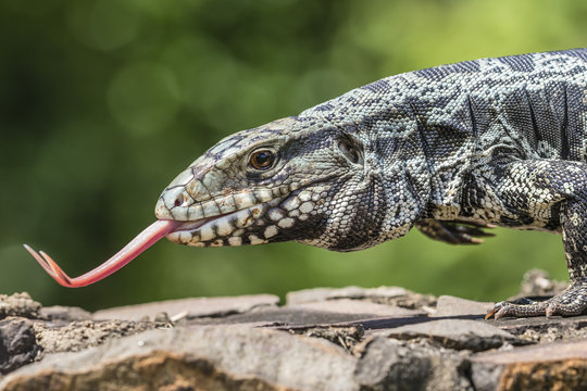 Argentine tegu lizard (Tupinambis merianae) in Iguazu Falls National Park, Misiones, Argentina