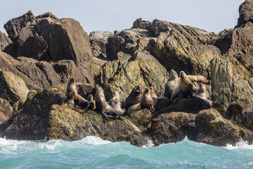 Steller sea lion (Eumetopias jubatus), haul out on S'Gang Gwaay Llanagaay, Anthony Island, Haida Gwaii (Queen Charlotte Islands), British Columbria, Canada