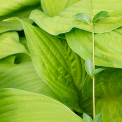 Background of green leaves hostа 