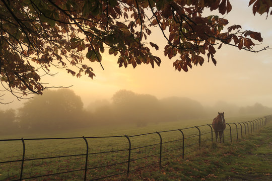 Distant horse in a field at sunrise on a foggy morning in autumn, High Tor, Matlock, Derbyshire Dales, Derbyshire