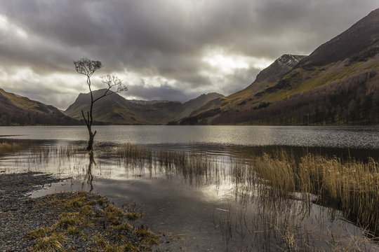 Lone winter tree with marginal golden grasses, Buttermere, Lake District National Park, Cumbria