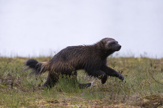 Wolverine (Gulo gulo), Kuhmo, Finland