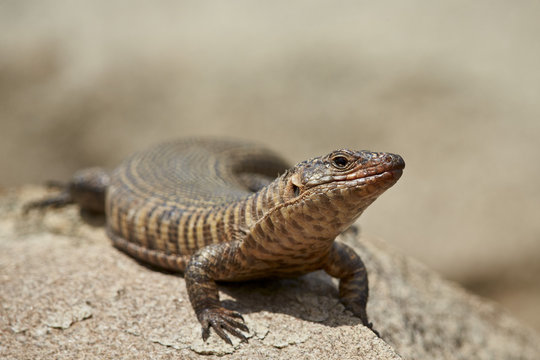 Giant plated lizard (Gerrhosaurus validus), Kruger National Park